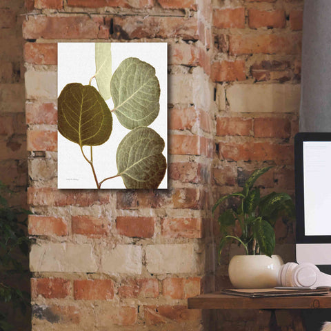 Image of 'Eucalyptus Color on White' by Debra Van Swearingen, Canvas Wall Art,12 x 16