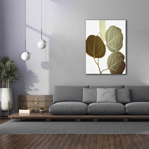 Image of 'Eucalyptus Color on White' by Debra Van Swearingen, Canvas Wall Art,40 x 54