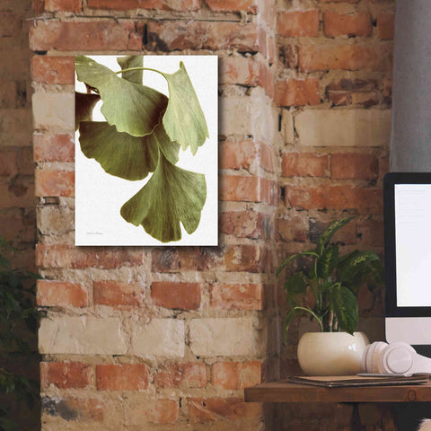 Image of 'Ginko Color on White' by Debra Van Swearingen, Canvas Wall Art,12 x 16
