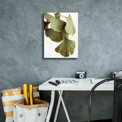 Image of 'Ginko Color on White' by Debra Van Swearingen, Canvas Wall Art,12 x 16