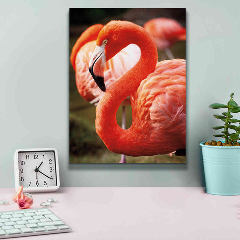 Image of 'Flamingo III' by Debra Van Swearingen, Canvas Wall Art,12 x 16