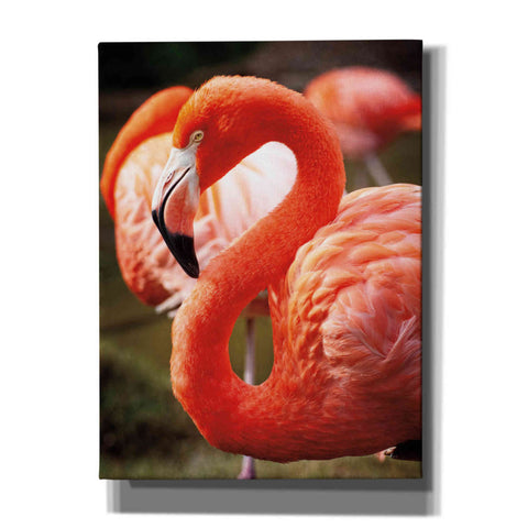 Image of 'Flamingo III' by Debra Van Swearingen, Canvas Wall Art,12x16x1.1x0,20x24x1.1x0,26x30x1.74x0,40x54x1.74x0