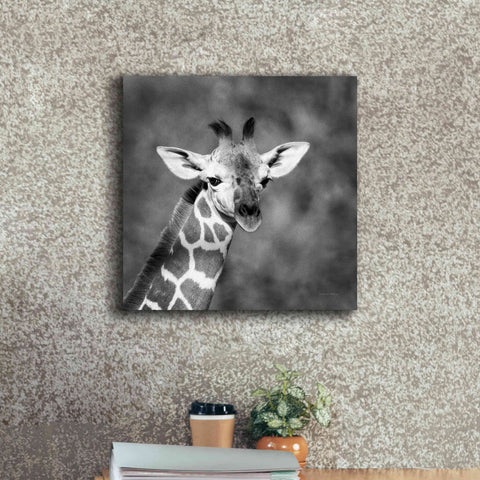 Image of 'Little Guy' by Debra Van Swearingen, Canvas Wall Art,18 x 18