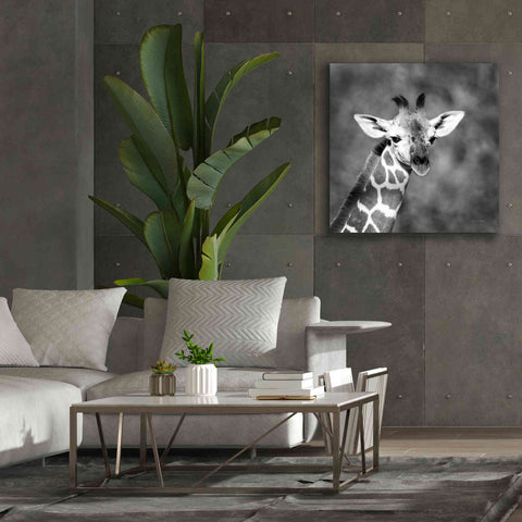 Image of 'Little Guy' by Debra Van Swearingen, Canvas Wall Art,37 x 37