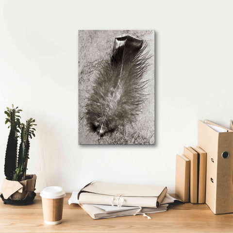 Image of 'Feather Shadow IV' by Debra Van Swearingen, Canvas Wall Art,12 x 18