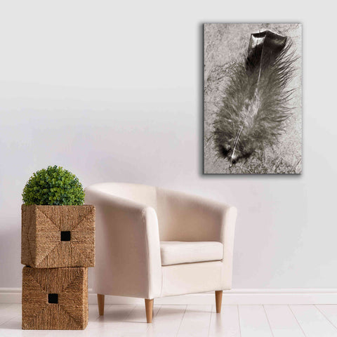Image of 'Feather Shadow IV' by Debra Van Swearingen, Canvas Wall Art,26 x 40