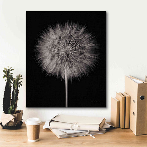 Image of 'Dandelion Fluff on Black' by Debra Van Swearingen, Canvas Wall Art,20 x 24