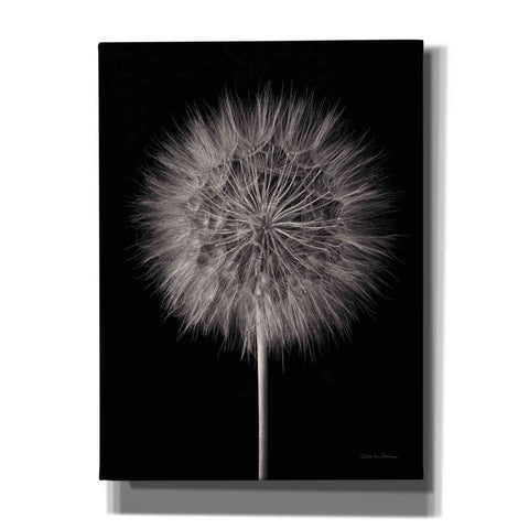 Image of 'Dandelion Fluff on Black' by Debra Van Swearingen, Canvas Wall Art,12x16x1.1x0,20x24x1.1x0,26x30x1.74x0,40x54x1.74x0