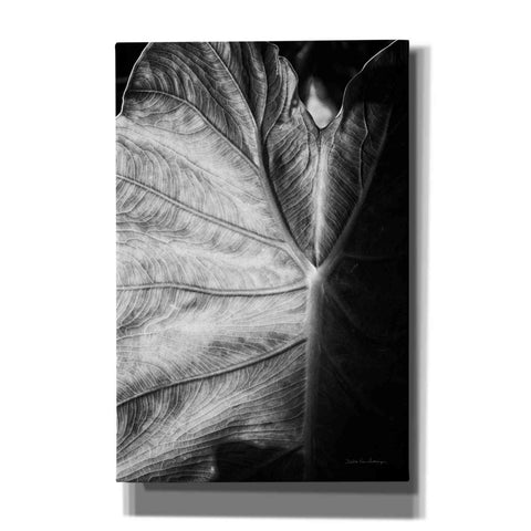 Image of 'Elephant Ear I' by Debra Van Swearingen, Canvas Wall Art,12x18x1.1x0,18x26x1.1x0,26x40x1.74x0,40x60x1.74x0