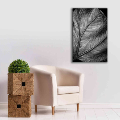 Image of 'Elephant Ear II' by Debra Van Swearingen, Canvas Wall Art,26 x 40