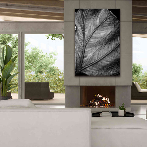 Image of 'Elephant Ear II' by Debra Van Swearingen, Canvas Wall Art,40 x 60