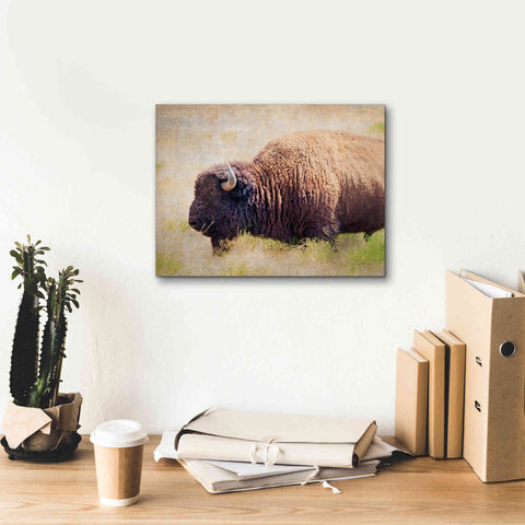 Image of 'Buffalo II' by Debra Van Swearingen, Canvas Wall Art,16 x 12
