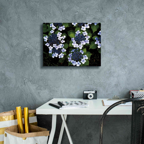 Image of 'Hydrangeas Opening' by Debra Van Swearingen, Canvas Wall Art,16 x 12