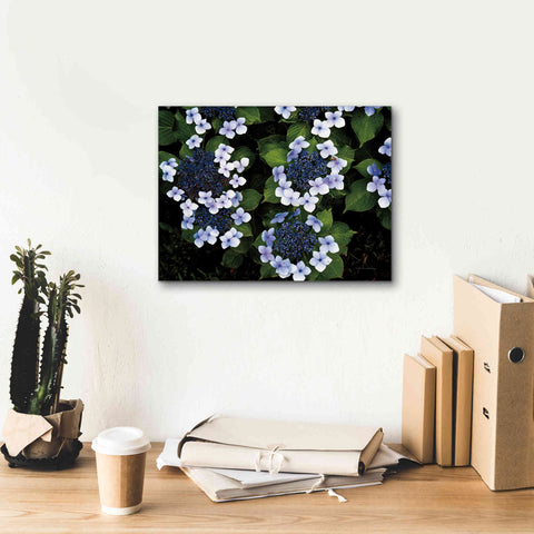 Image of 'Hydrangeas Opening' by Debra Van Swearingen, Canvas Wall Art,16 x 12