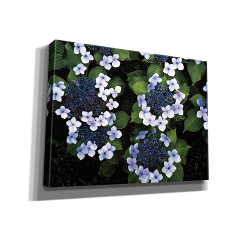 Image of 'Hydrangeas Opening' by Debra Van Swearingen, Canvas Wall Art,16x12x1.1x0,26x18x1.1x0,34x26x1.74x0,54x40x1.74x0