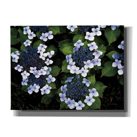 Image of 'Hydrangeas Opening' by Debra Van Swearingen, Canvas Wall Art,16x12x1.1x0,26x18x1.1x0,34x26x1.74x0,54x40x1.74x0