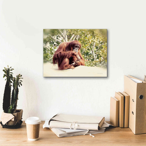 Image of 'Orangutan' by Debra Van Swearingen, Canvas Wall Art,16 x 12