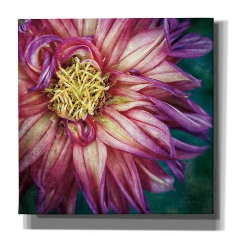 Image of 'Dahlia I' by Debra Van Swearingen, Canvas Wall Art,12x12x1.1x0,18x18x1.1x0,26x26x1.74x0,37x37x1.74x0