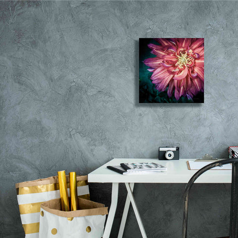 Image of 'Dahlia II' by Debra Van Swearingen, Canvas Wall Art,12 x 12