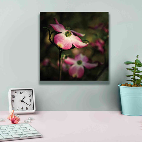 Image of 'Pink Dogwood II' by Debra Van Swearingen, Canvas Wall Art,12 x 12