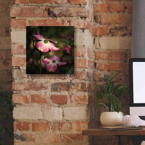 Image of 'Pink Dogwood II' by Debra Van Swearingen, Canvas Wall Art,12 x 12