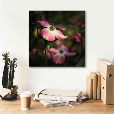 Image of 'Pink Dogwood II' by Debra Van Swearingen, Canvas Wall Art,18 x 18