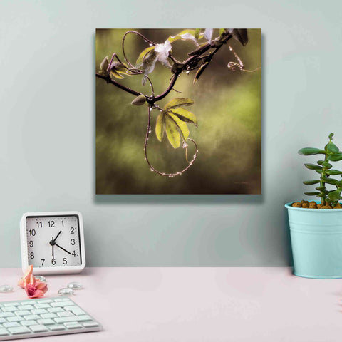 Image of 'Passion Flower Vine I' by Debra Van Swearingen, Canvas Wall Art,12 x 12