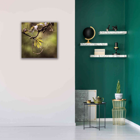 Image of 'Passion Flower Vine I' by Debra Van Swearingen, Canvas Wall Art,26 x 26