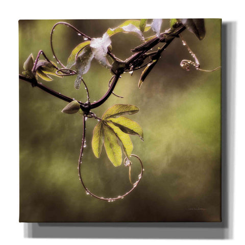 Image of 'Passion Flower Vine I' by Debra Van Swearingen, Canvas Wall Art,12x12x1.1x0,18x18x1.1x0,26x26x1.74x0,37x37x1.74x0
