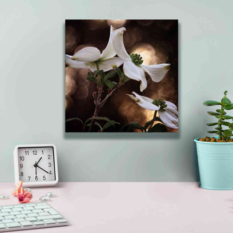 Image of 'White Dogwood I' by Debra Van Swearingen, Canvas Wall Art,12 x 12