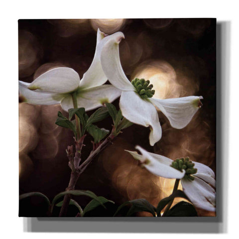 Image of 'White Dogwood I' by Debra Van Swearingen, Canvas Wall Art,12x12x1.1x0,18x18x1.1x0,26x26x1.74x0,37x37x1.74x0