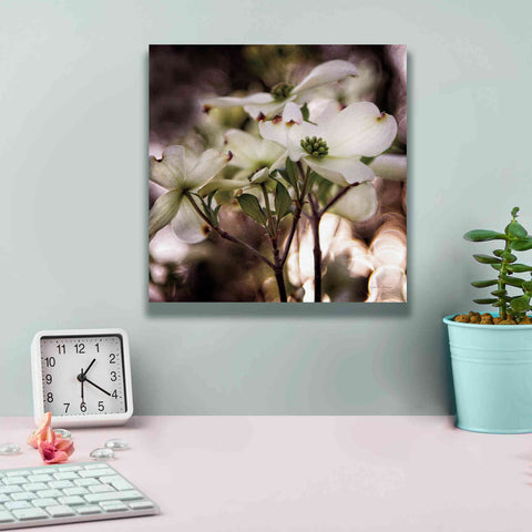 Image of 'White Dogwood II' by Debra Van Swearingen, Canvas Wall Art,12 x 12