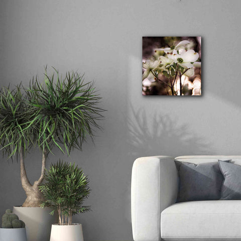 Image of 'White Dogwood II' by Debra Van Swearingen, Canvas Wall Art,18 x 18