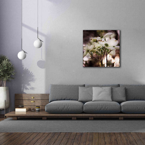 Image of 'White Dogwood II' by Debra Van Swearingen, Canvas Wall Art,37 x 37