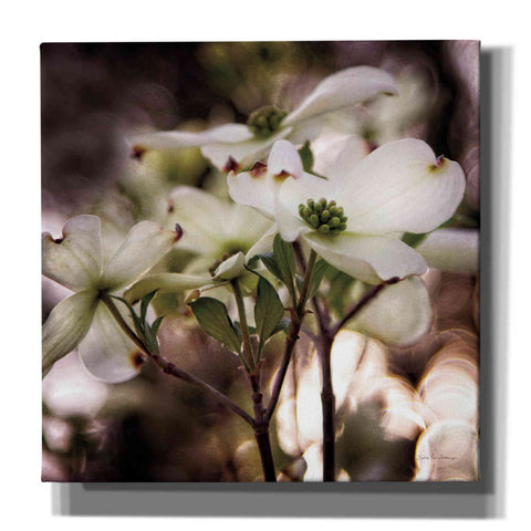 Image of 'White Dogwood II' by Debra Van Swearingen, Canvas Wall Art,12x12x1.1x0,18x18x1.1x0,26x26x1.74x0,37x37x1.74x0