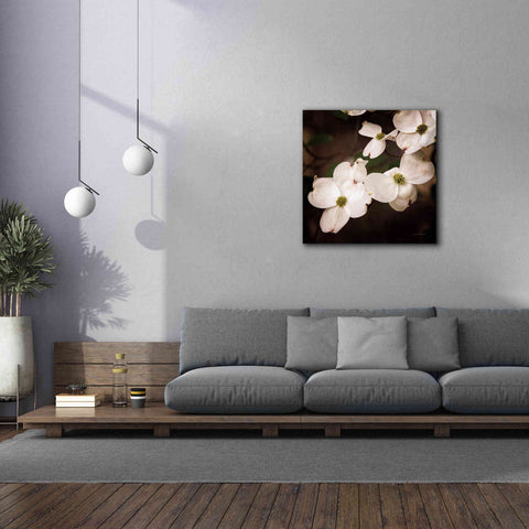 Image of 'White Dogwood III' by Debra Van Swearingen, Canvas Wall Art,37 x 37
