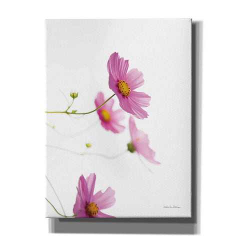 Image of 'Pale Cosmos I' by Debra Van Swearingen, Canvas Wall Art,12x16x1.1x0,20x24x1.1x0,26x30x1.74x0,40x54x1.74x0