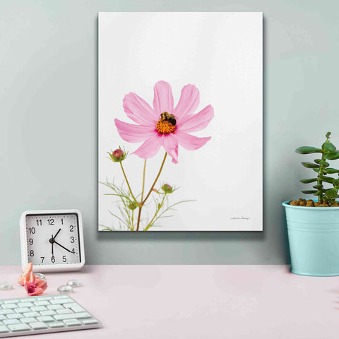 Image of 'Pale Cosmos II' by Debra Van Swearingen, Canvas Wall Art,12 x 16