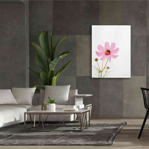 Image of 'Pale Cosmos II' by Debra Van Swearingen, Canvas Wall Art,40 x 54