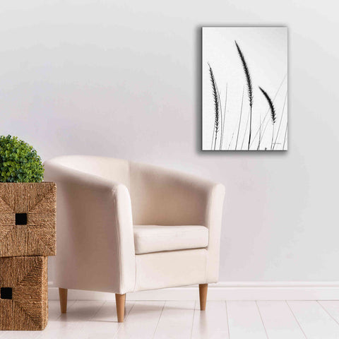 Image of 'Field Grasses IV White' by Debra Van Swearingen, Canvas Wall Art,18 x 26