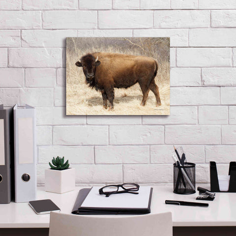Image of 'American Bison I' by Debra Van Swearingen, Canvas Wall Art,16 x 12