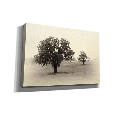 Image of 'Horses and Trees II' by Debra Van Swearingen, Canvas Wall Art,18x12x1.1x0,26x18x1.1x0,40x26x1.74x0,60x40x1.74x0