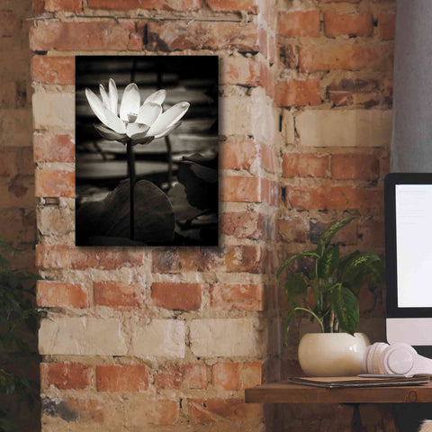Image of 'Lotus Flower VIII' by Debra Van Swearingen, Canvas Wall Art,12 x 16