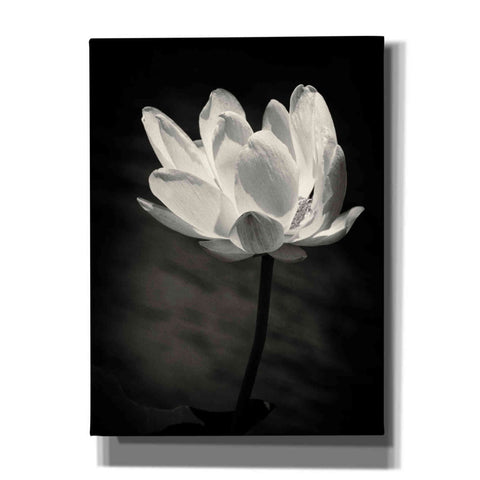 Image of 'Lotus Flower X' by Debra Van Swearingen, Canvas Wall Art,12x16x1.1x0,18x26x1.1x0,26x34x1.74x0,40x54x1.74x0