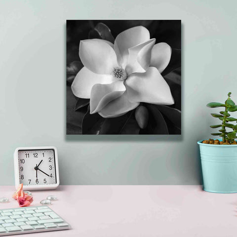 Image of 'Magnolia' by Debra Van Swearingen, Canvas Wall Art,12 x 12