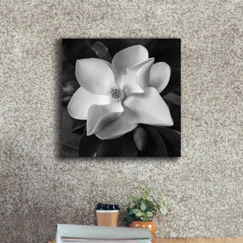 Image of 'Magnolia' by Debra Van Swearingen, Canvas Wall Art,18 x 18