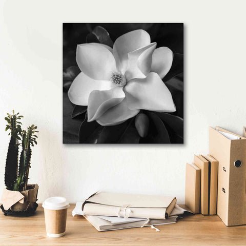 Image of 'Magnolia' by Debra Van Swearingen, Canvas Wall Art,18 x 18