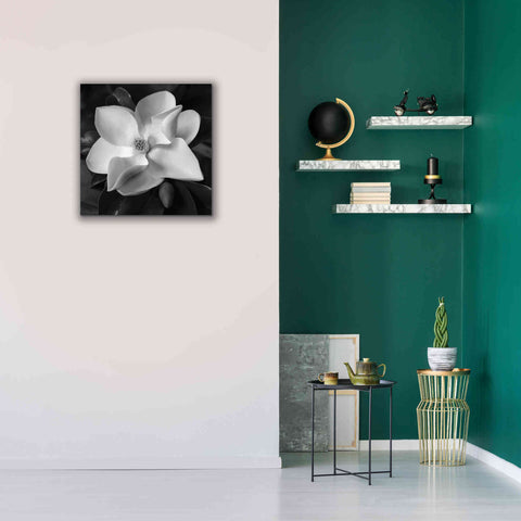Image of 'Magnolia' by Debra Van Swearingen, Canvas Wall Art,26 x 26