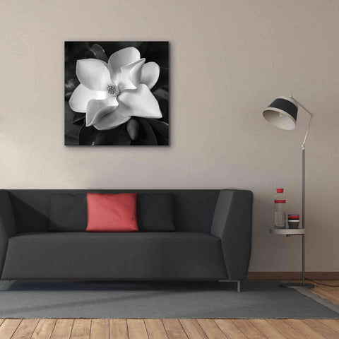 Image of 'Magnolia' by Debra Van Swearingen, Canvas Wall Art,37 x 37