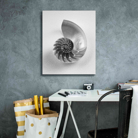 Image of 'Nautilus 4' by Debra Van Swearingen, Canvas Wall Art,20 x 24
